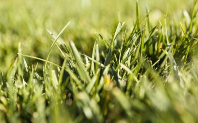 Cómo evitar que crezcan malas hierbas bajo el césped artificial