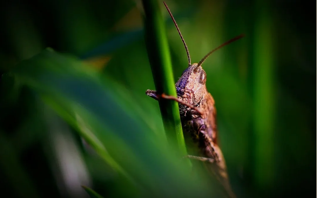 Cómo eliminar insectos del césped artificial